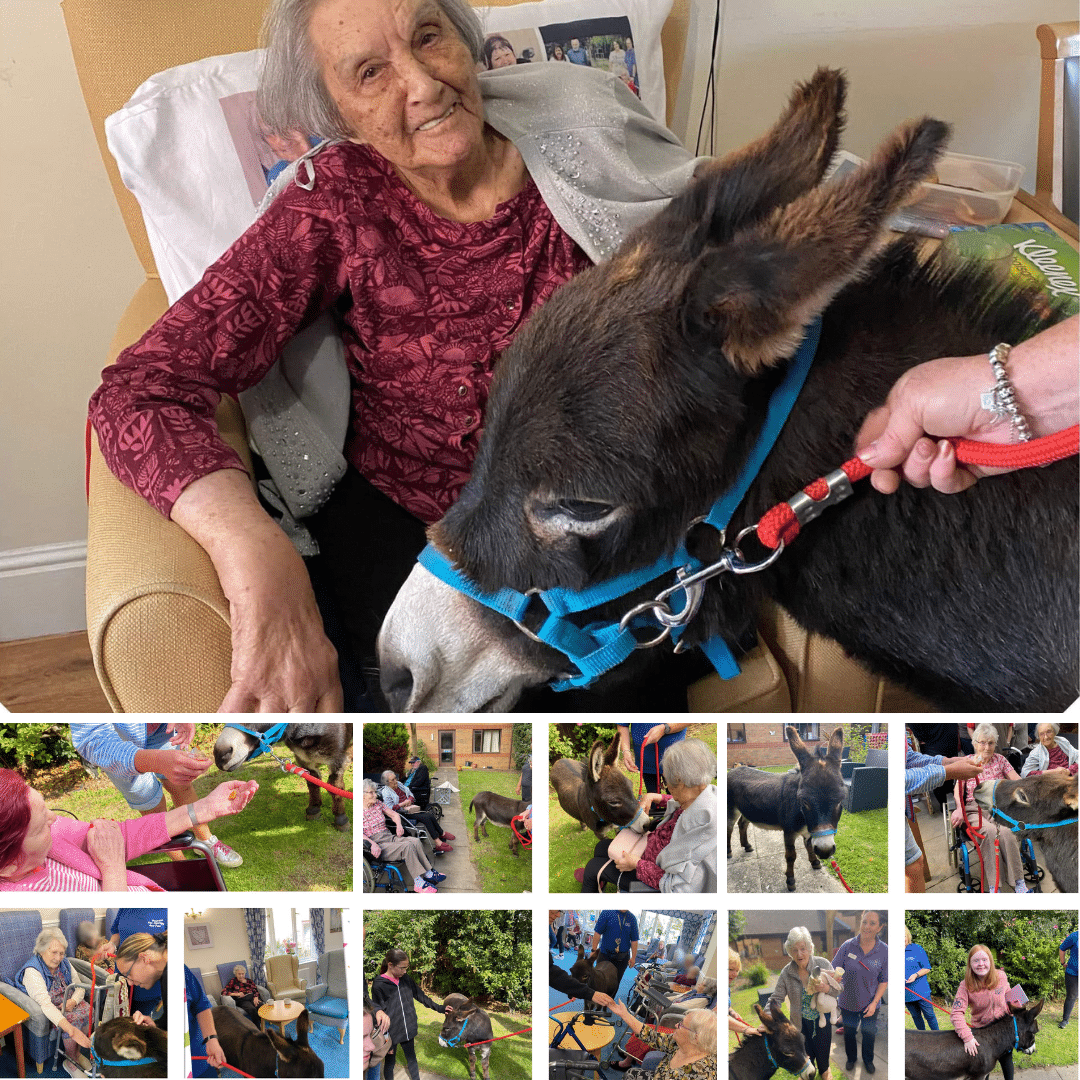 Donkey visit at Briar House