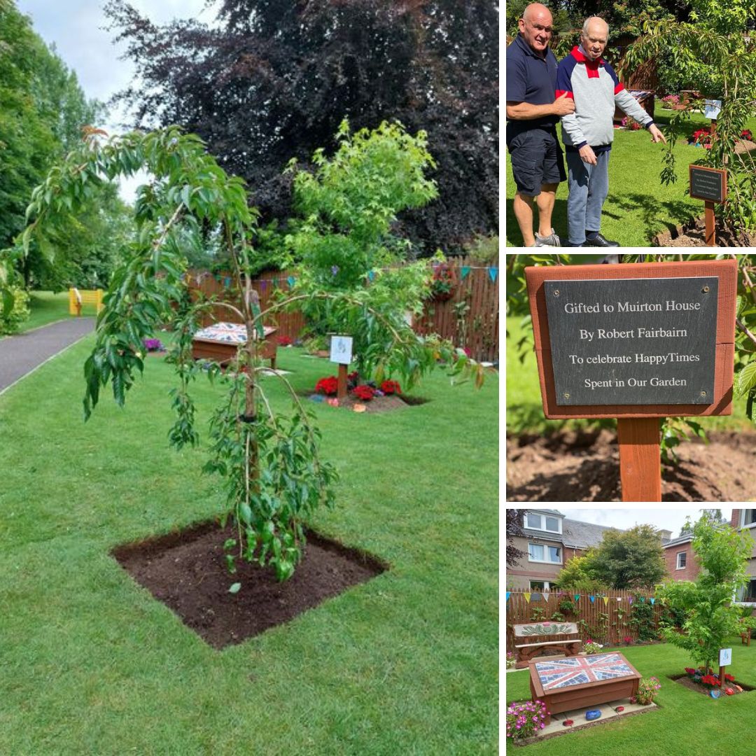 Cherry Tree in Muirton House Garden